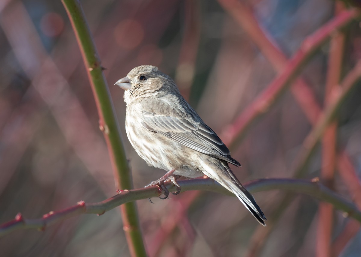 House Finch - ML412766021