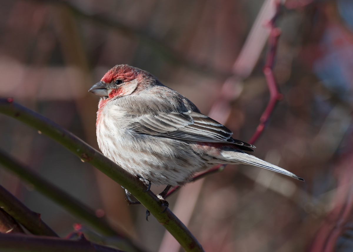 House Finch - Logan Parker