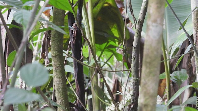 Black-crowned Antshrike - ML412766631