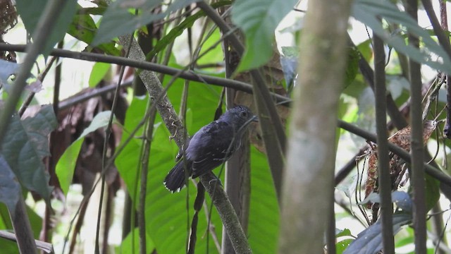 Black-crowned Antshrike - ML412766741