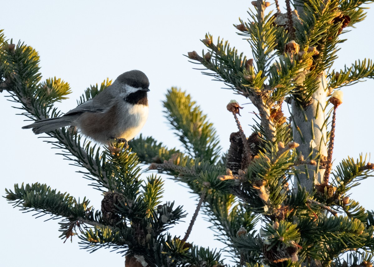 Boreal Chickadee - ML412766951