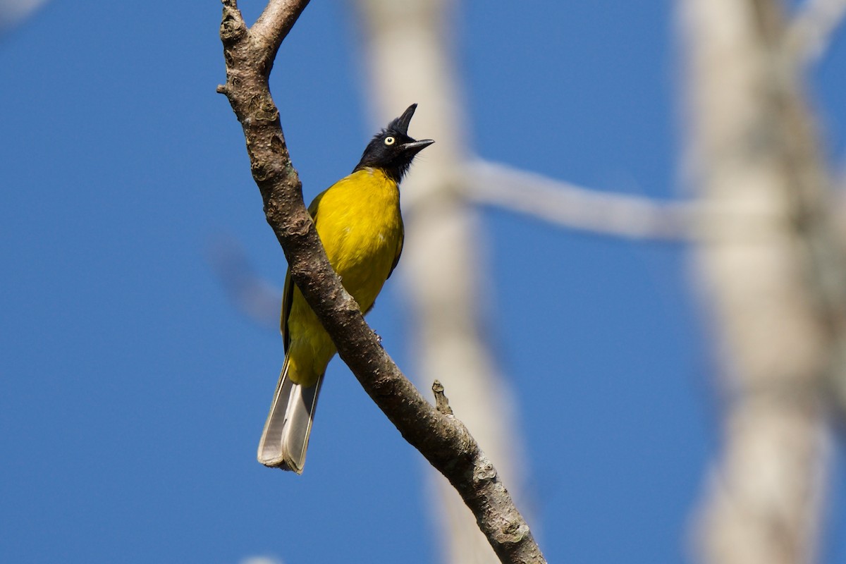 Black-crested Bulbul - Sam Hambly