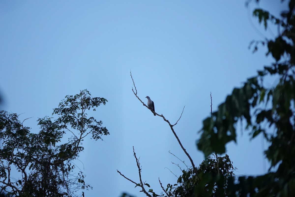 Green Imperial-Pigeon - ML412772671