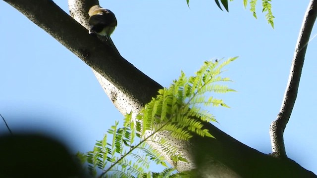 Green-backed Honeybird - ML412773211
