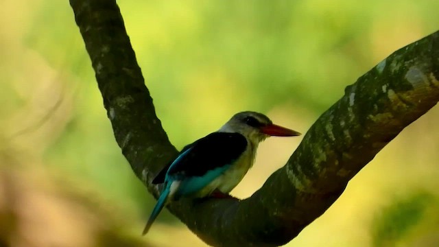 Martin-chasseur à tête brune - ML412773231