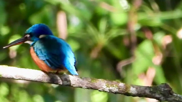 Half-collared Kingfisher - ML412773251