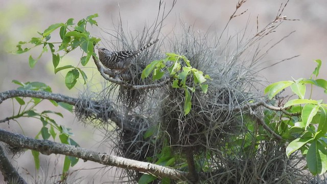 Fasciated Wren - ML412776281