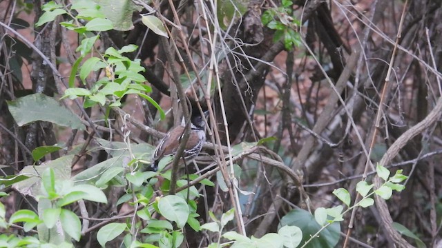 Collared Antshrike - ML412776591