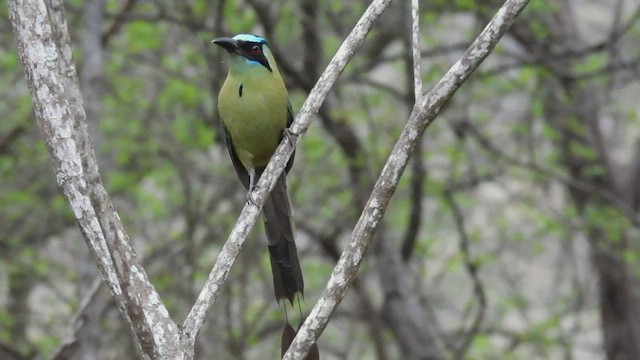 Kızılca Motmot - ML412777161