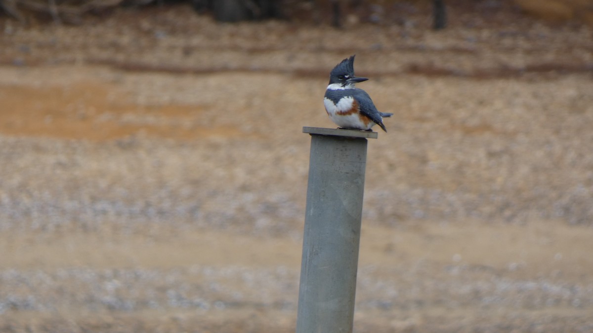 Belted Kingfisher - ML412777171