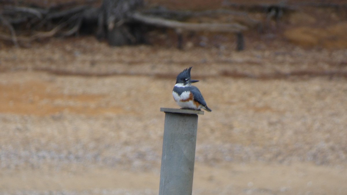 Belted Kingfisher - ML412777181