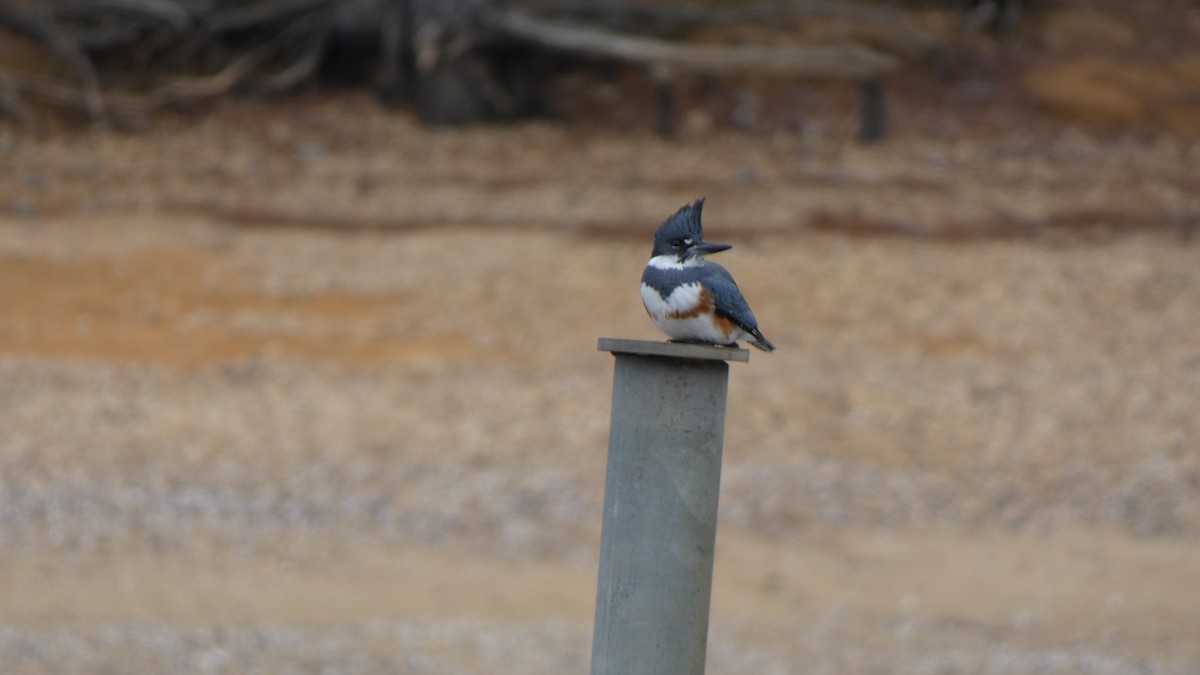 Belted Kingfisher - ML412777191