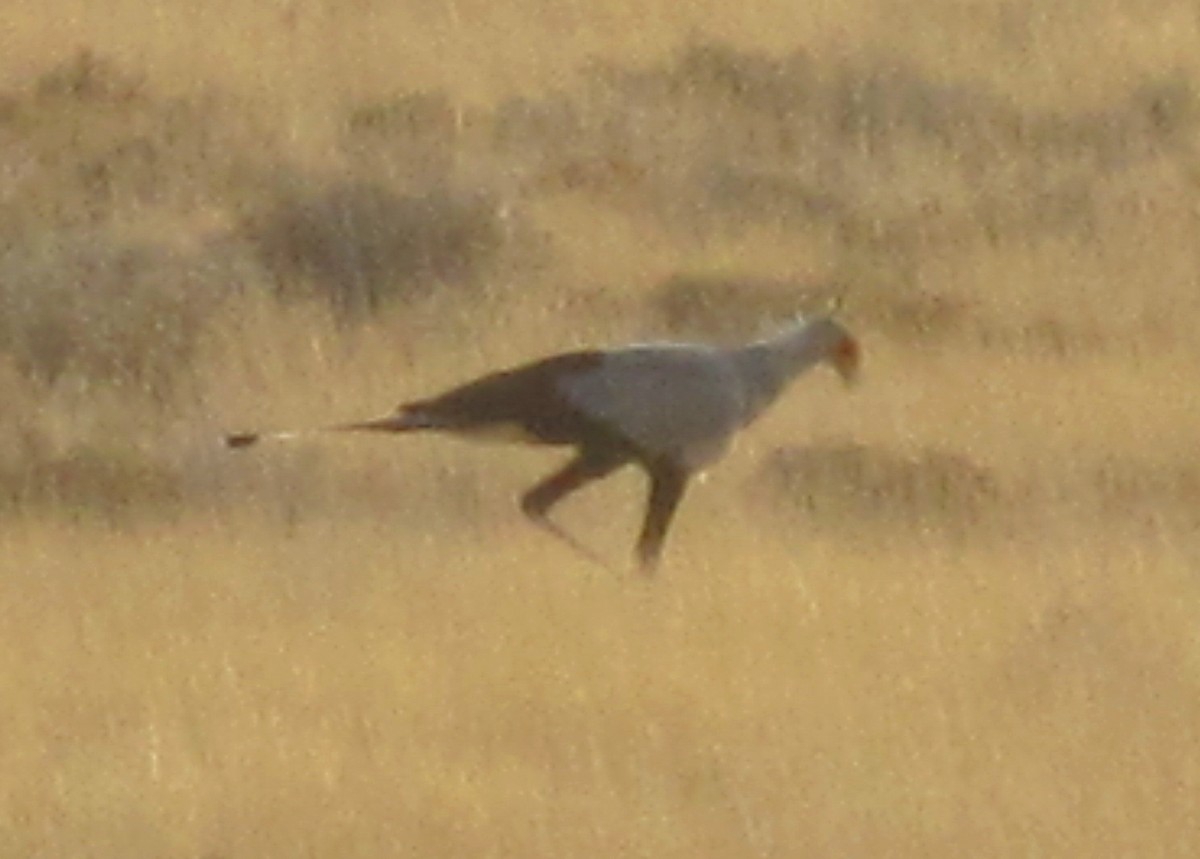 Secretarybird - Jesus Abad