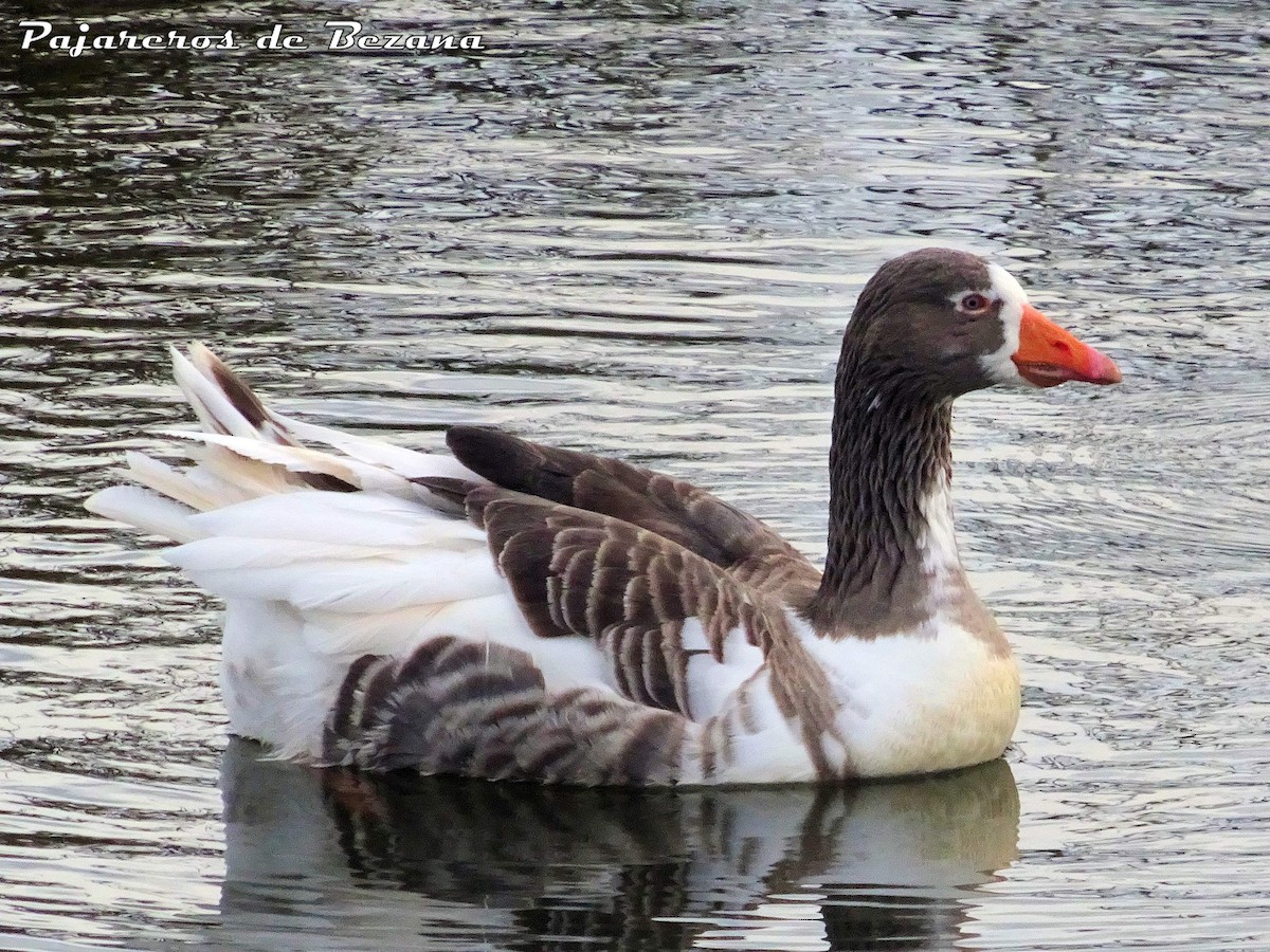 Graylag Goose (Domestic type) - ML412778581