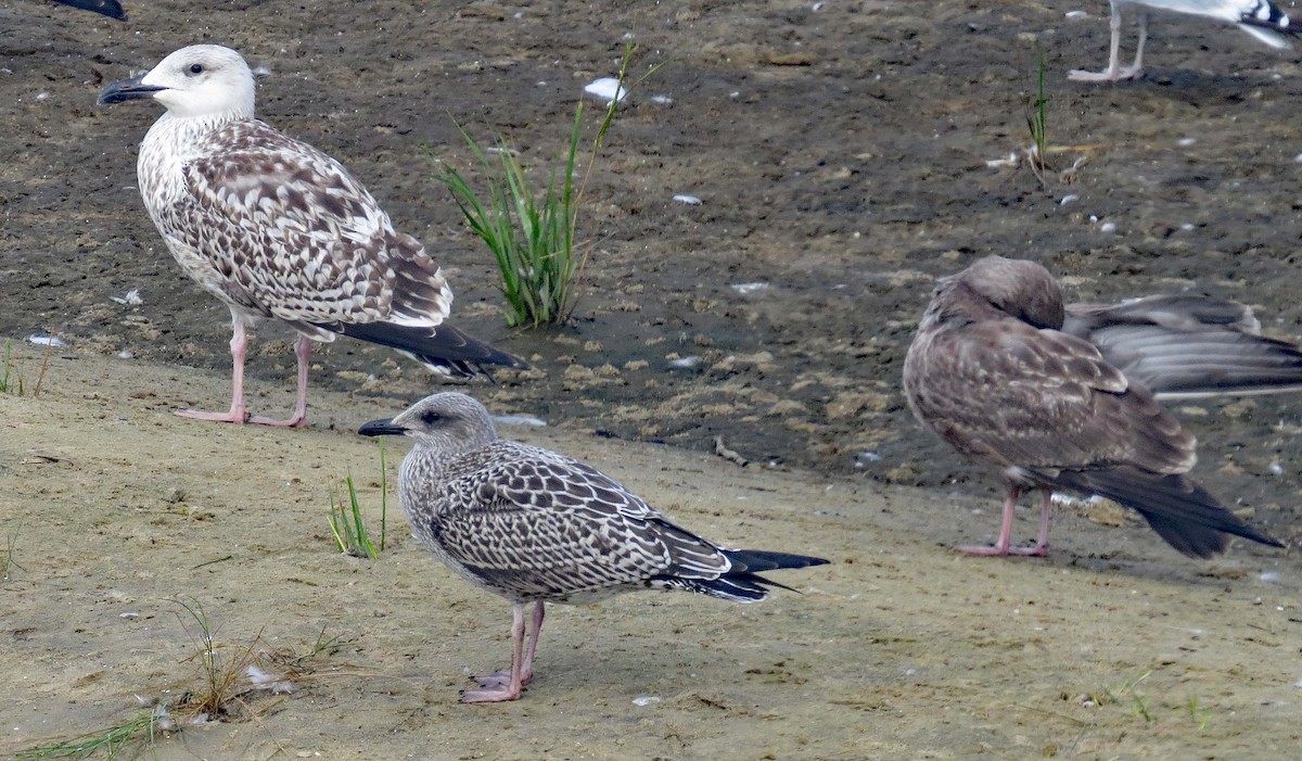 Great Black-backed Gull - ML412778711