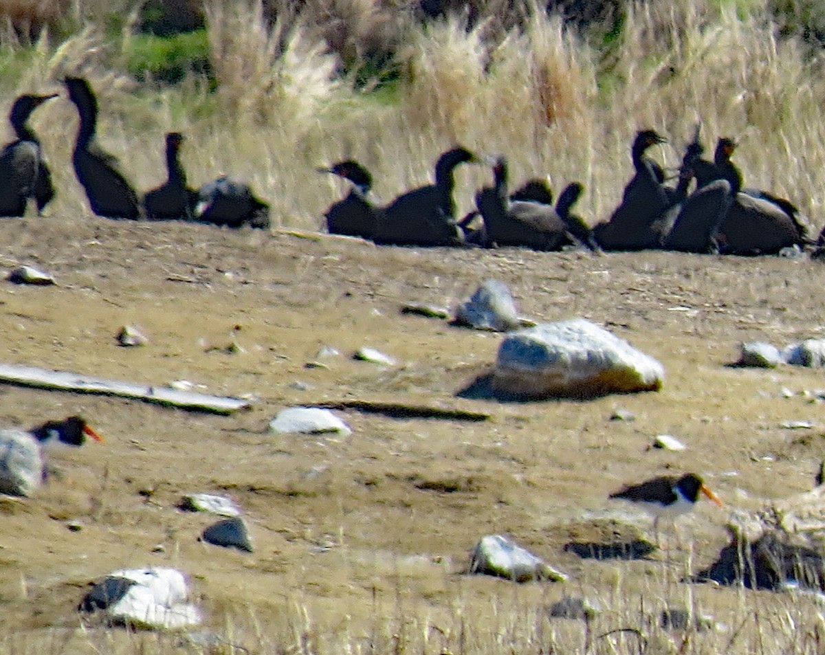 Double-crested Cormorant - ML412779231