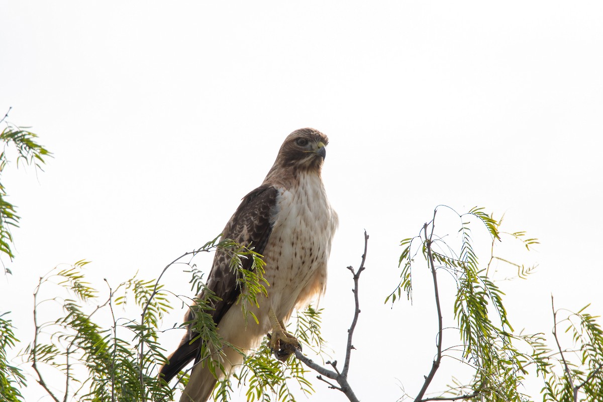Red-tailed Hawk - ML412780931