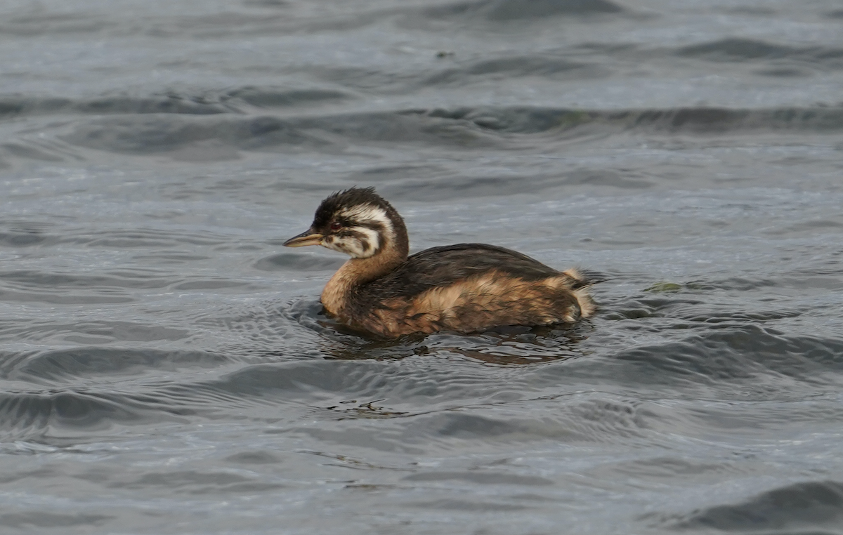 White-tufted Grebe - ML412781971