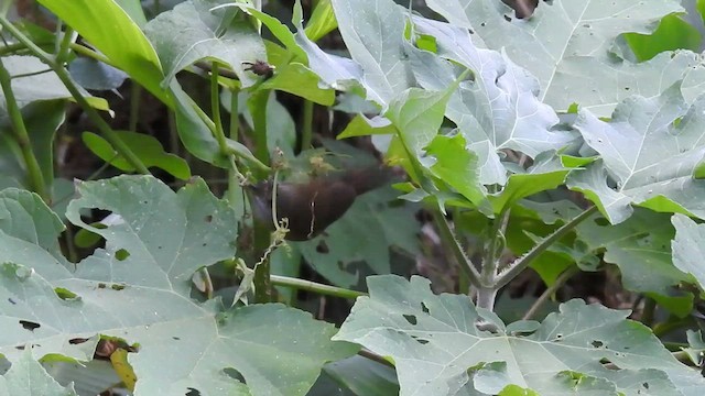 Cabanis's Wren - ML412782211