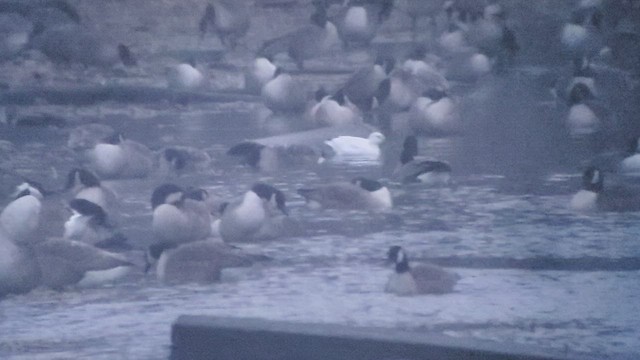 Ross's Goose - ML412782801