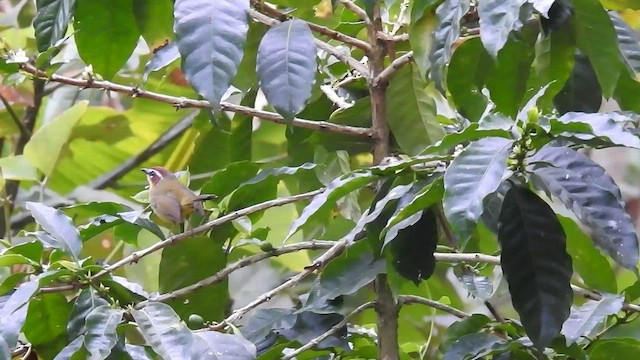 Chestnut-capped Warbler - ML412783481