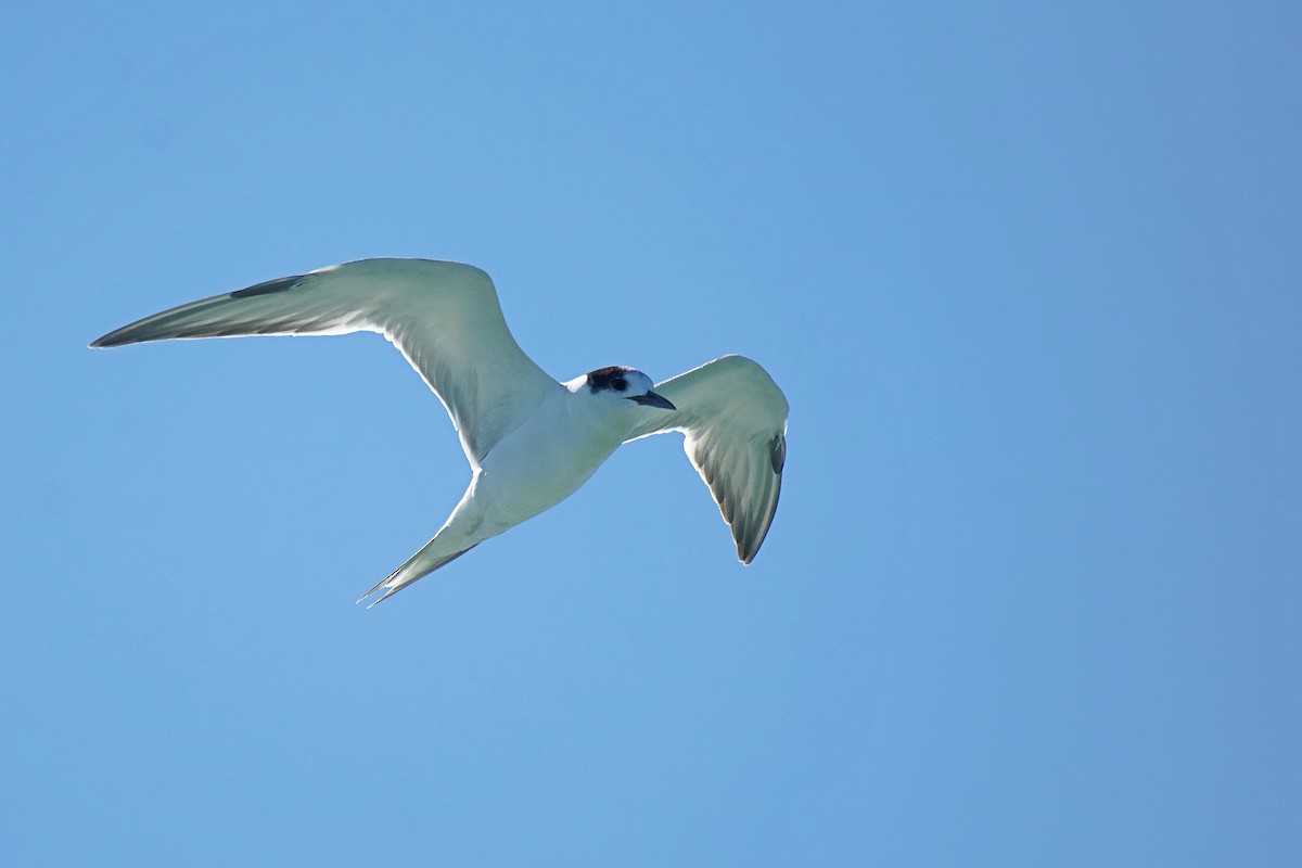 Common Tern - ML412785711