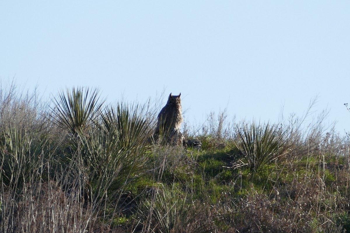 Great Horned Owl - ML412788481