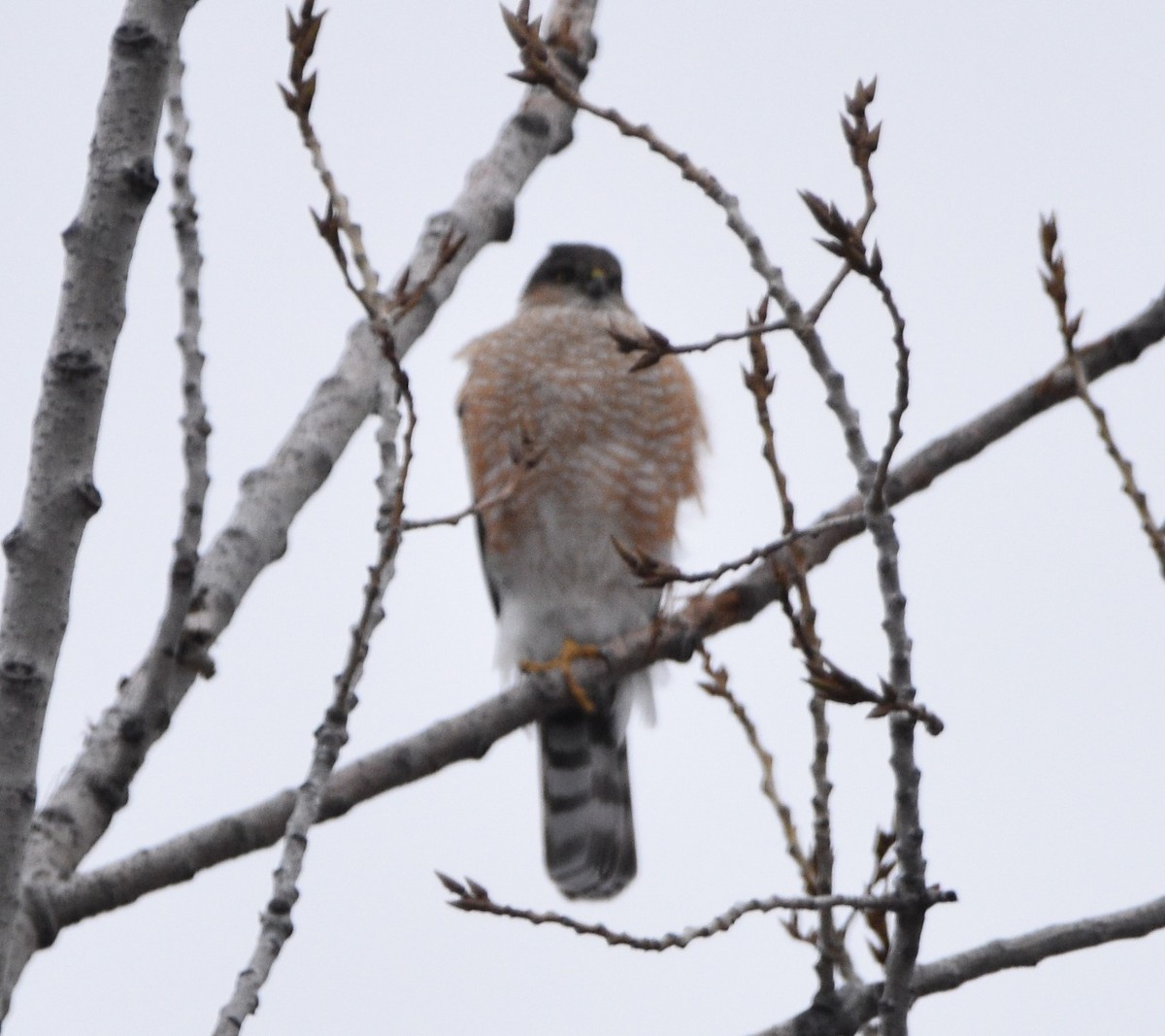 Cooper's Hawk - ML412789061