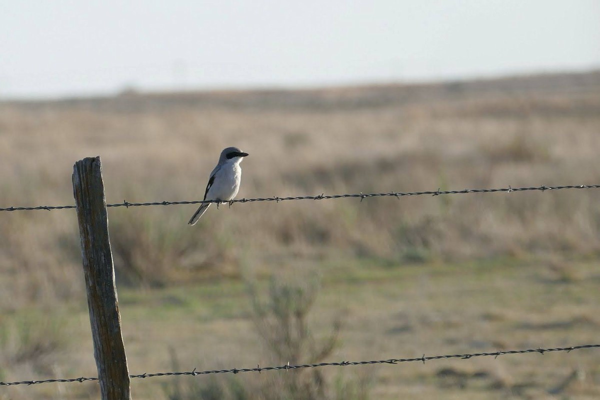 Loggerhead Shrike - ML412789731