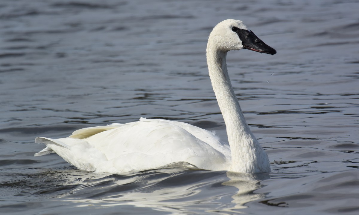 Trumpeter Swan - Steve Percival
