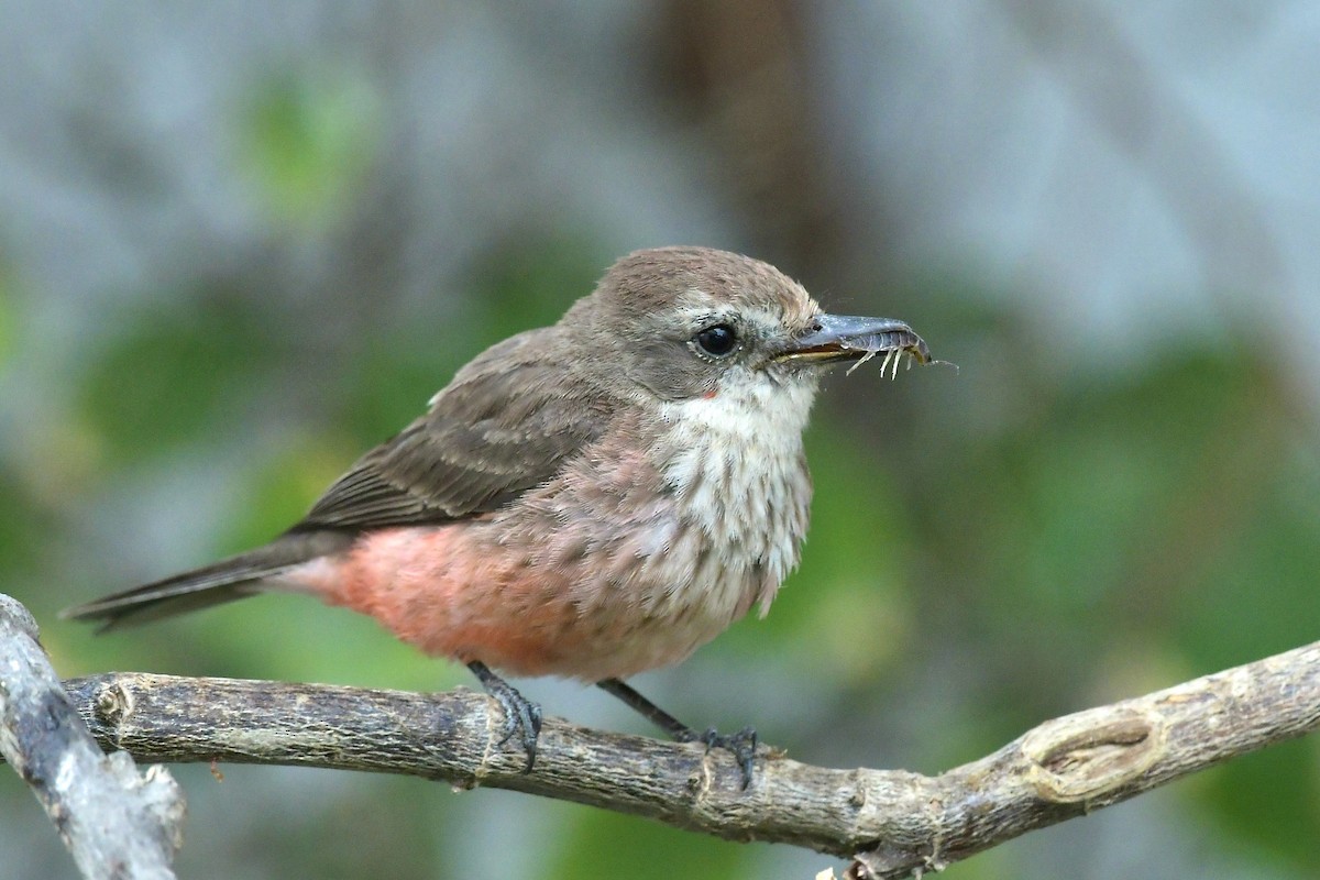 Vermilion Flycatcher - Dennis Osorio