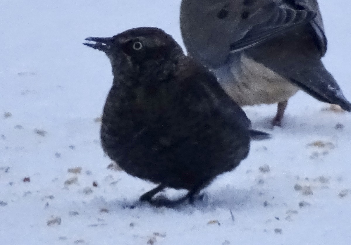 Rusty Blackbird - ML412790611