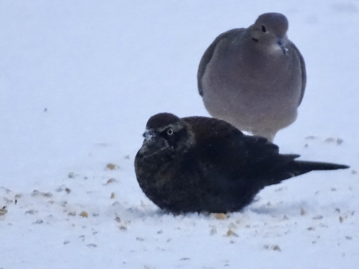 Rusty Blackbird - ML412790621