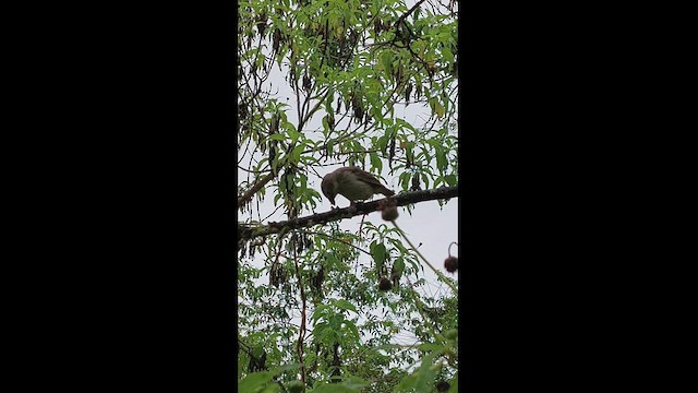 Woodpecker Finch - ML412790951