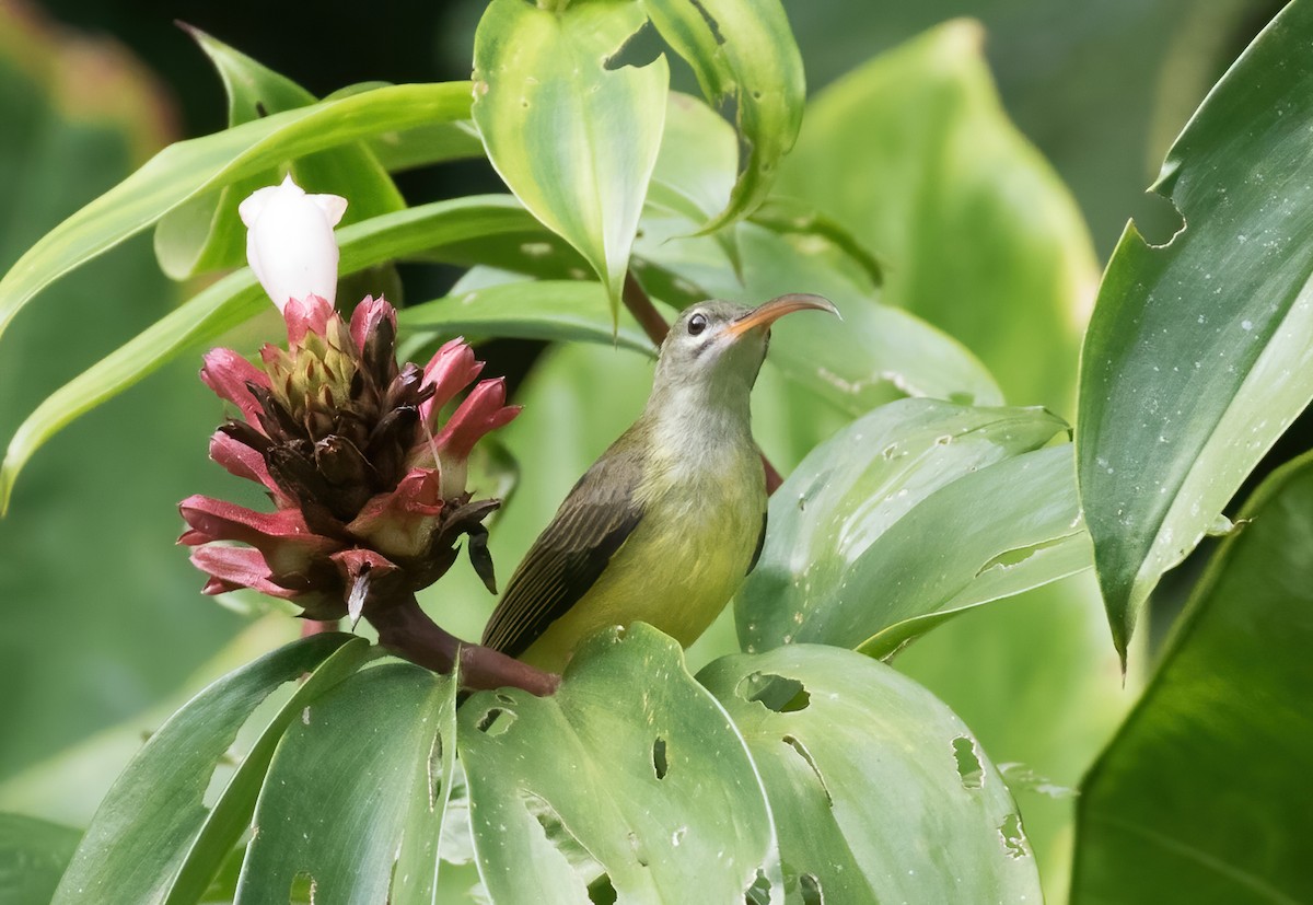 Little Spiderhunter - ML412791671