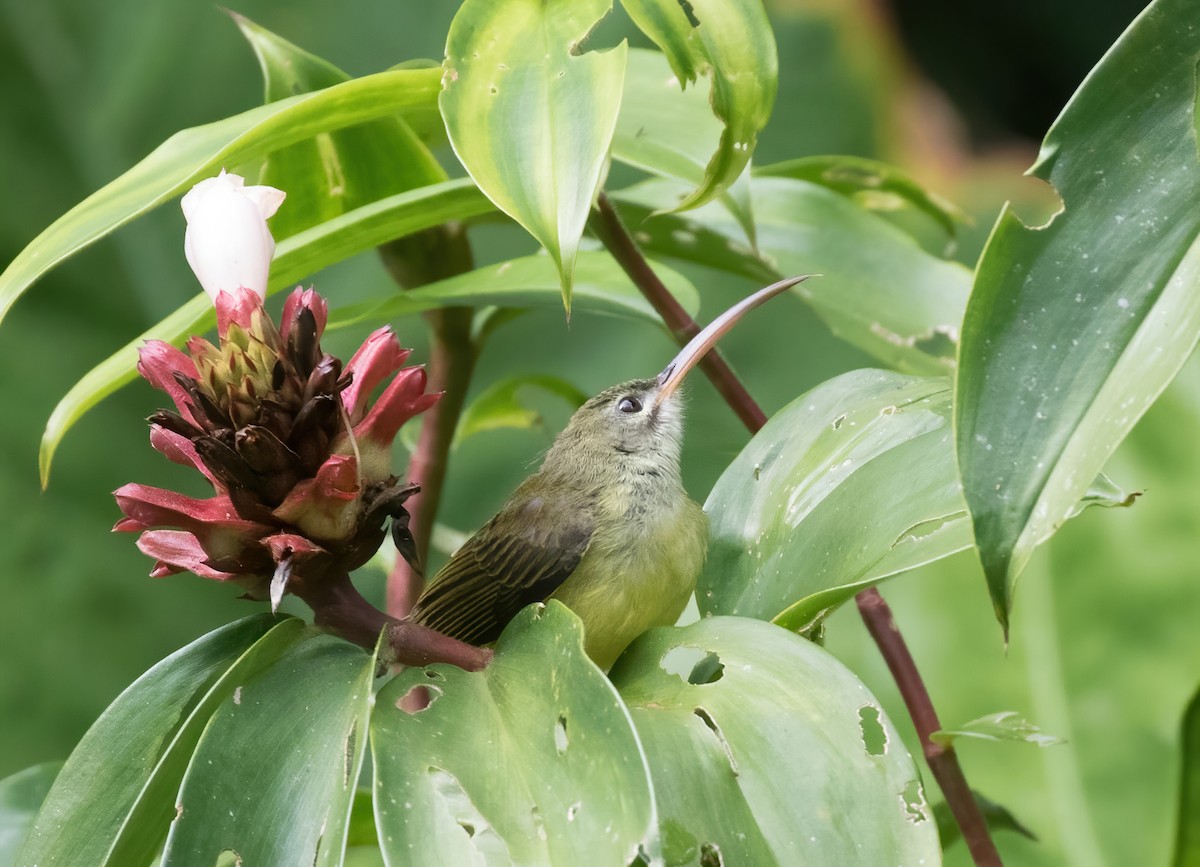 Little Spiderhunter - ML412791681