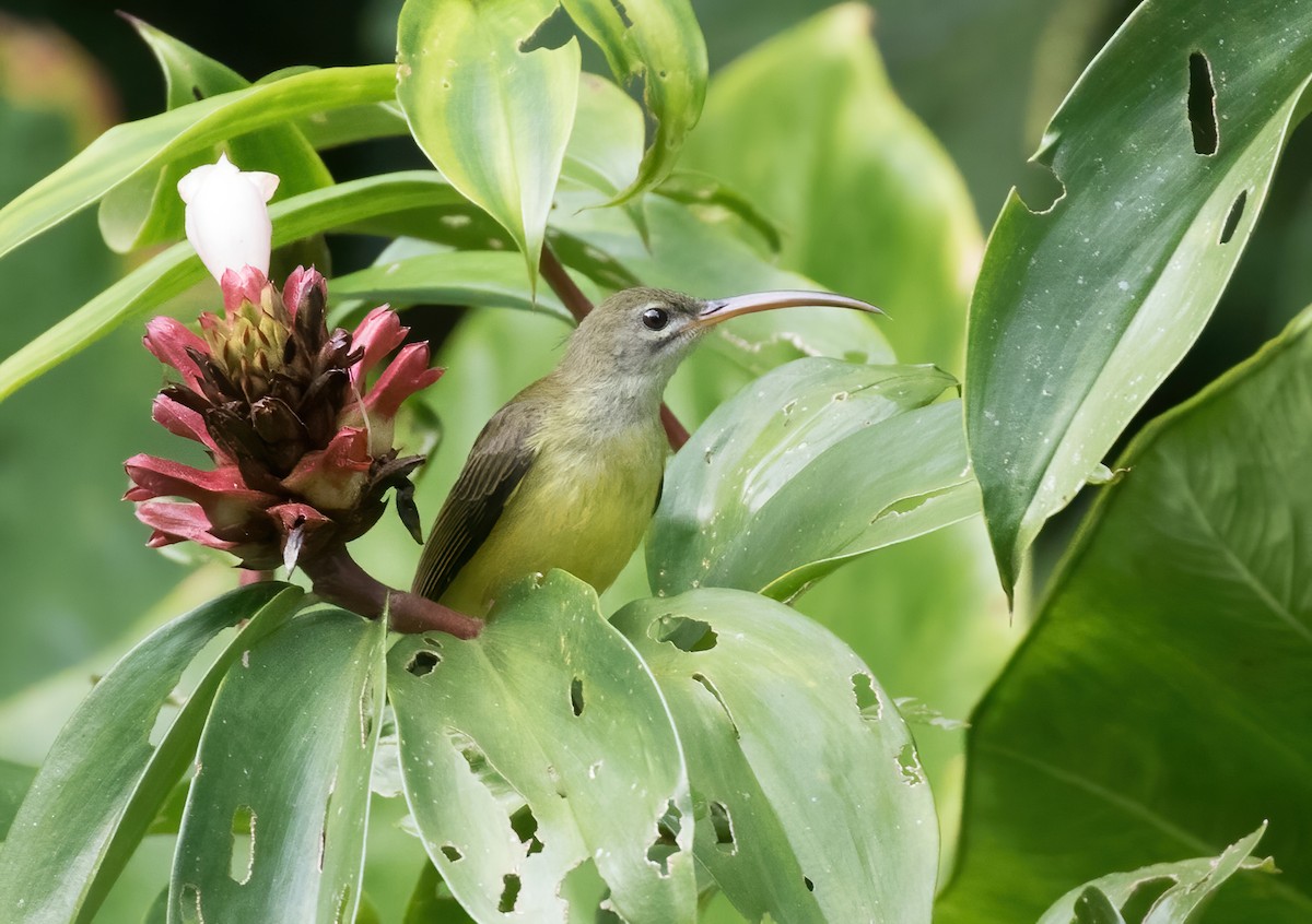 Little Spiderhunter - ML412791691