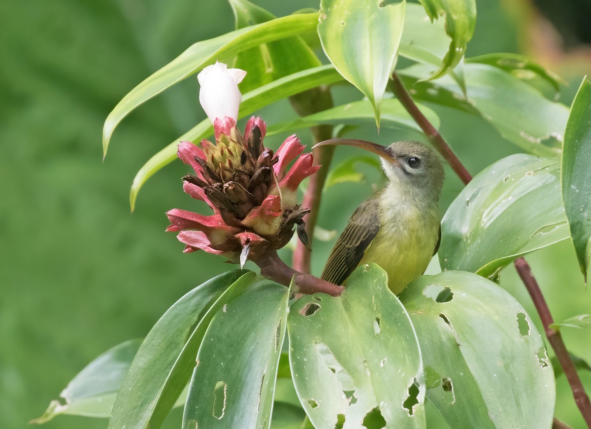 Little Spiderhunter - ML412791701