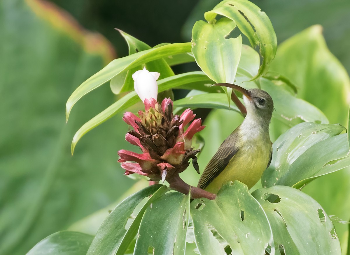 Little Spiderhunter - ML412791721