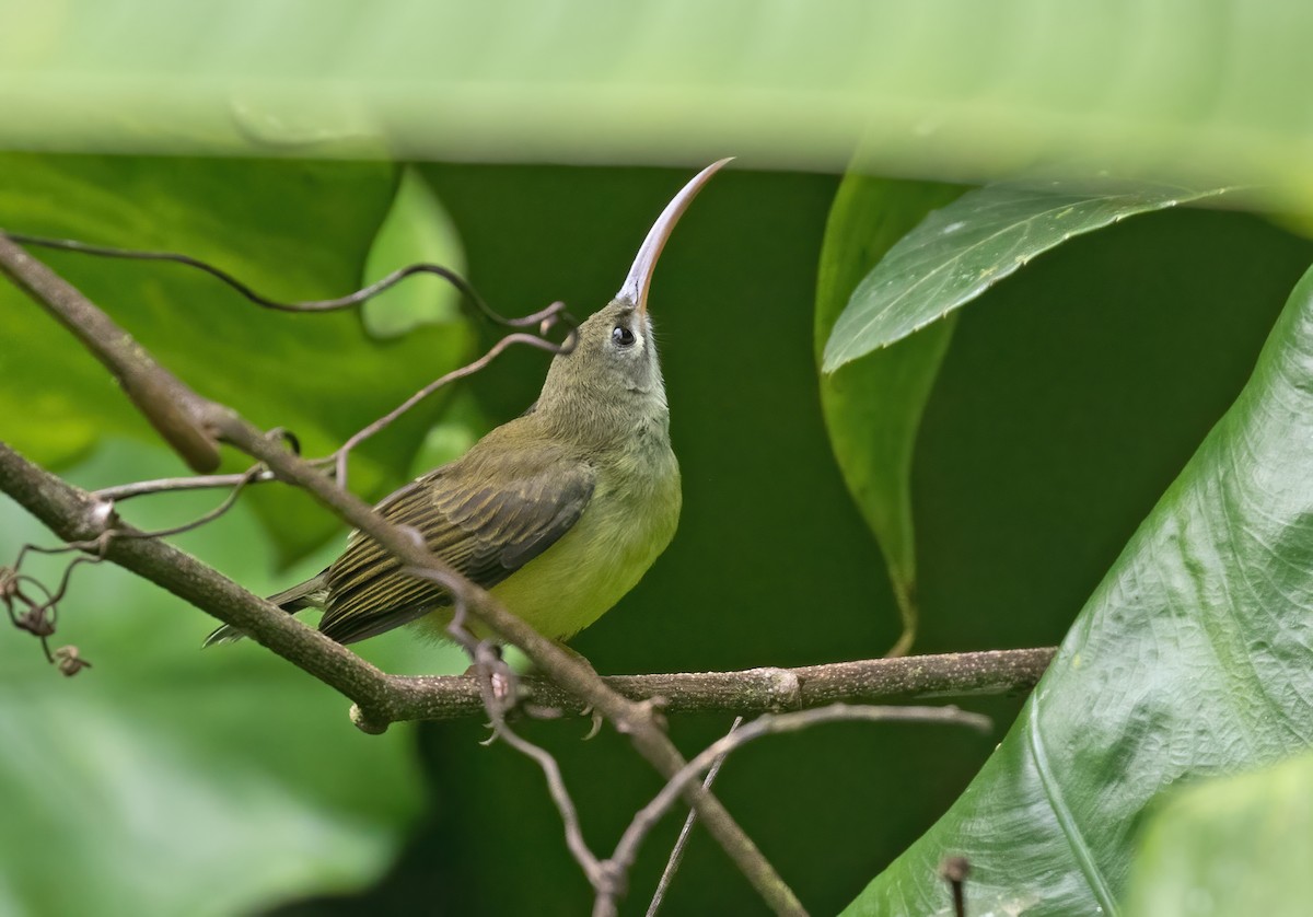 Little Spiderhunter - ML412791741