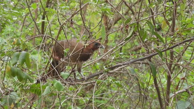 Rufous-headed Chachalaca - ML412792291