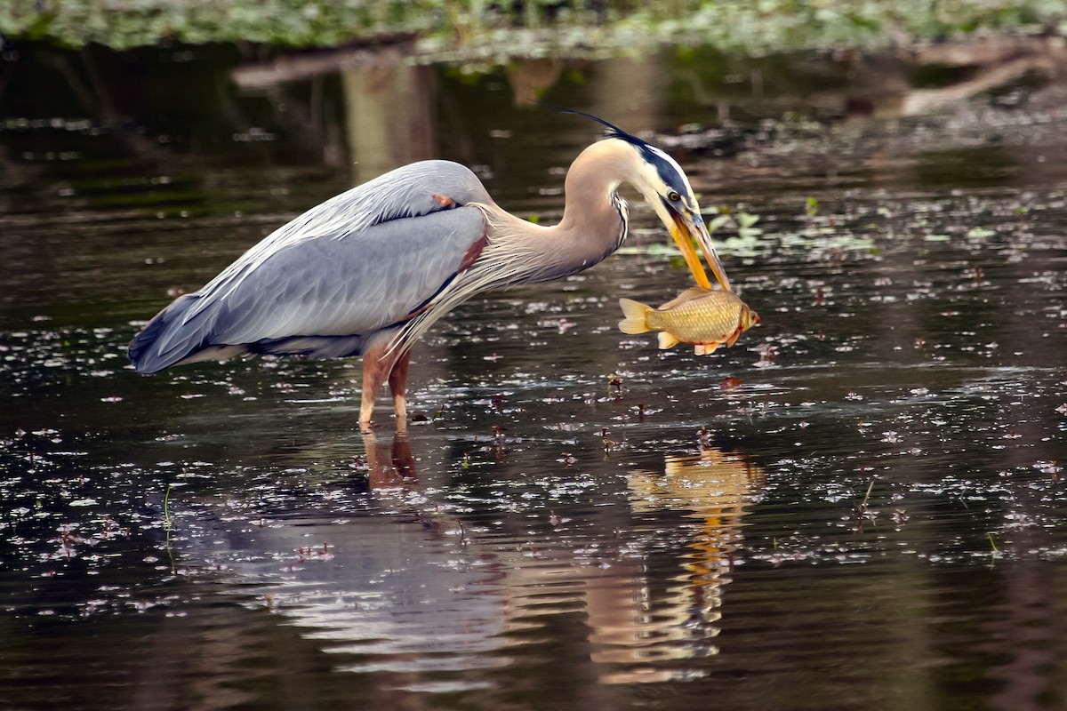 Great Blue Heron - ML41279411