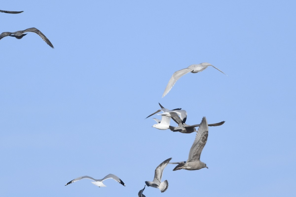 Iceland Gull - ML412796311