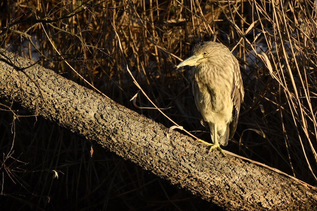 Black-crowned Night Heron (American) - ML412797461