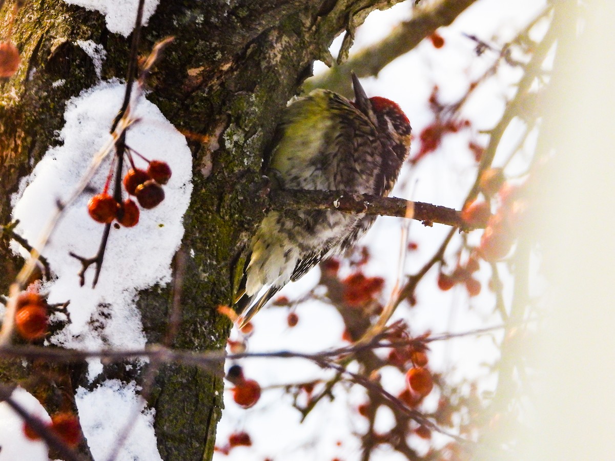 Yellow-bellied Sapsucker - Haley Gottardo