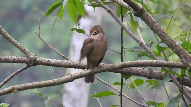 Clay-colored Thrush - ML412800741