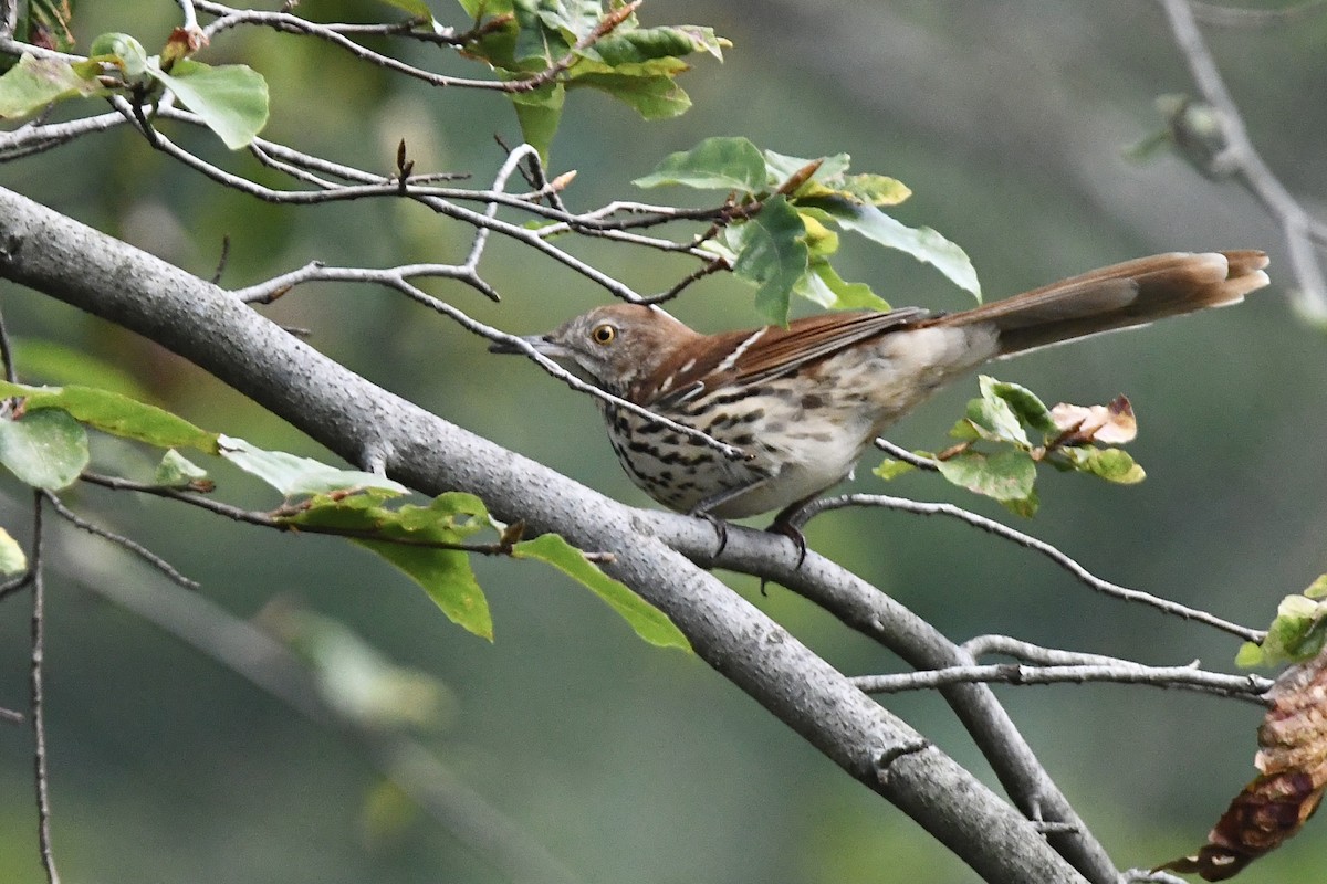 Brown Thrasher - ML412801051
