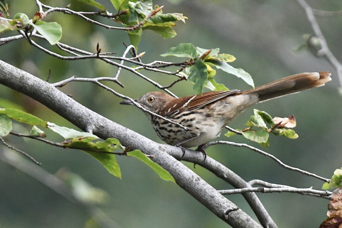 Brown Thrasher - ML412801061