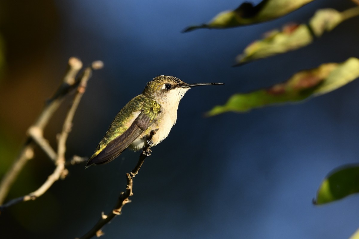 Ruby-throated Hummingbird - Jonathan Irons