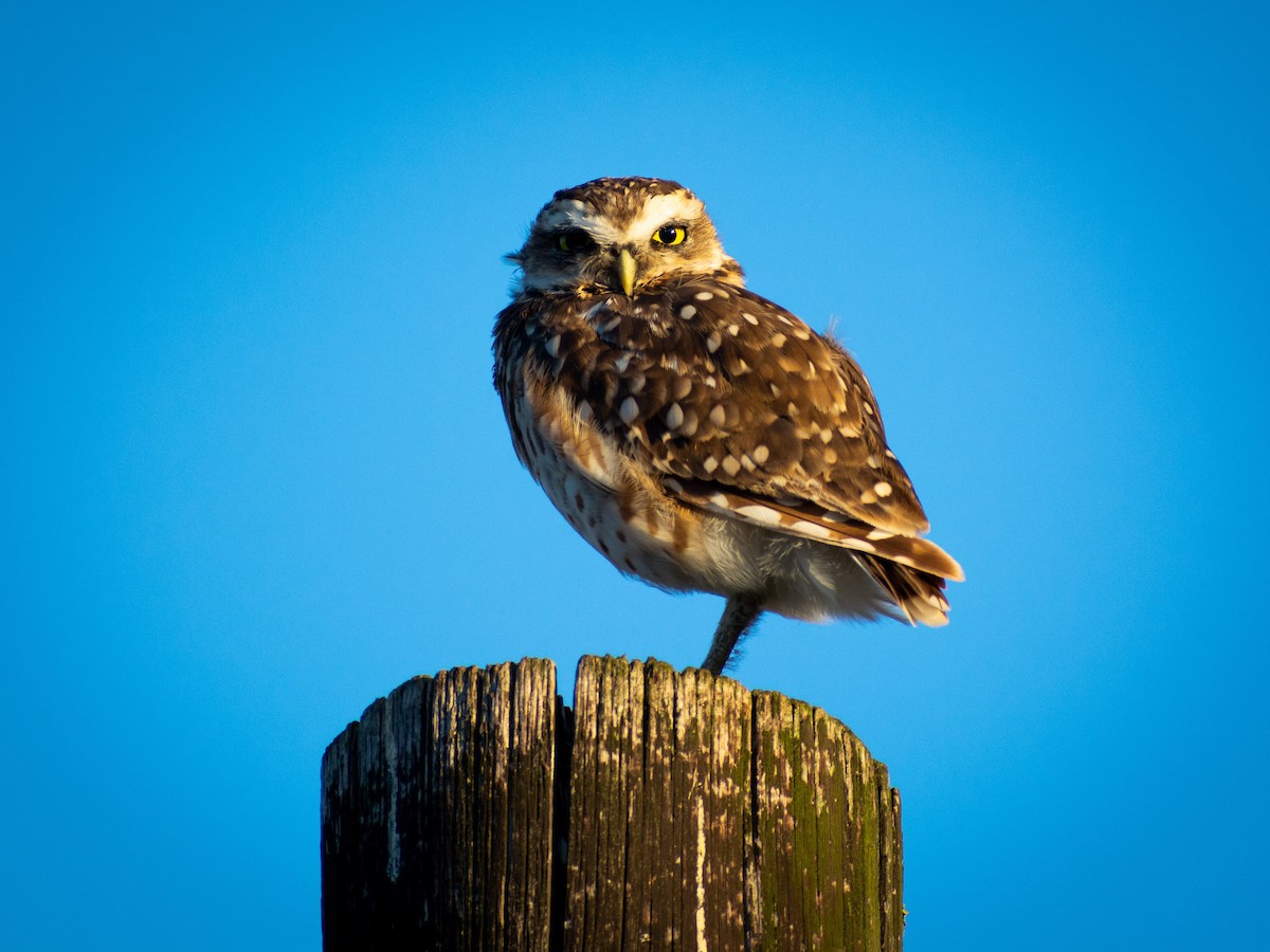 Burrowing Owl - Santiago Fernández Baldi